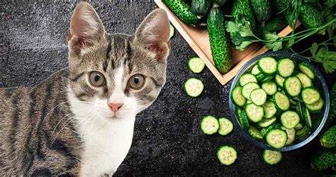 cucumber and cat videos|More.